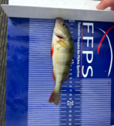 photo prise 30633 par Zander fishing 