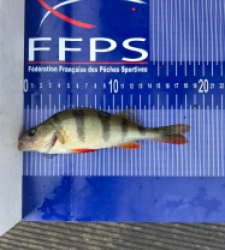 photo prise 30638 par Zander fishing 