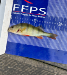 photo prise 30645 par Zander fishing 