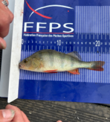 photo prise 30649 par Zander fishing 