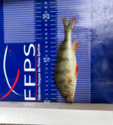 photo prise 30689 par Zander fishing 