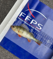 photo prise 30716 par Zander fishing 