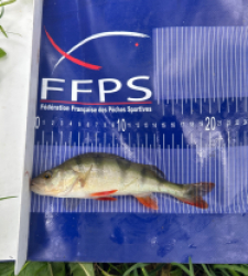 photo prise 30896 par Zander fishing 