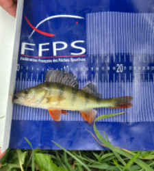 photo prise 30901 par Zander fishing 
