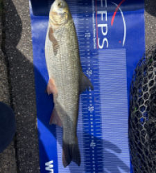photo prise 30995 par Zander fishing 