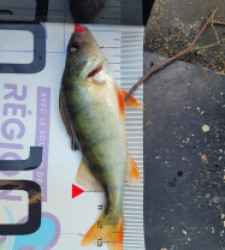 photo prise 31395 par Gaylordfishing