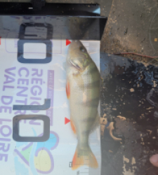photo prise 31396 par Gaylordfishing