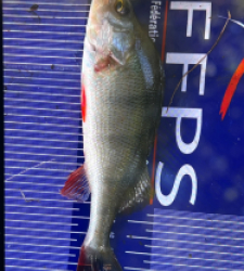 photo prise 36445 par Brochet à la bouillette 