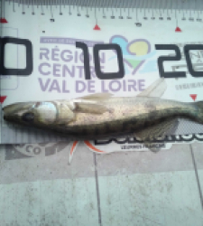 photo prise 37122 par Pecheur d'eau douce