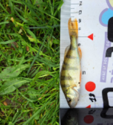 photo prise 38341 par FISH1MAX