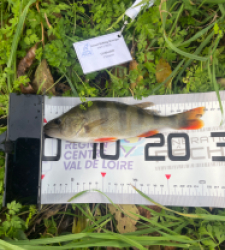 photo prise 38430 par Cletus18