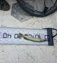 photo prise 38934 par Gaylordfishing