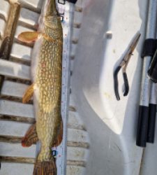 photo prise 39093 par Gaylordfishing