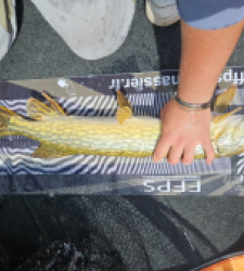 photo prise 39222 par Kroko_fishing_83 