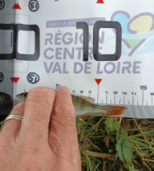 photo prise 40003 par bardiot.christophe
