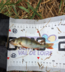 photo prise 40053 par Tom Grellier