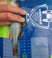 photo prise 46498 par Stream fishing 