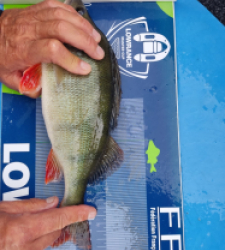 photo prise 46520 par Carna_flo Fishing 