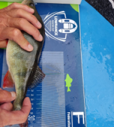 photo prise 46521 par Carna_flo Fishing 