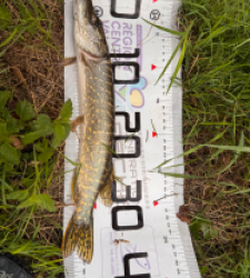 photo prise 47753 par Armand_carpfishing