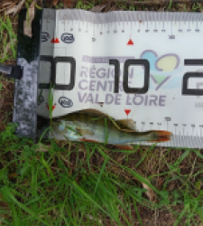 photo prise 47828 par Flo.fishing36 