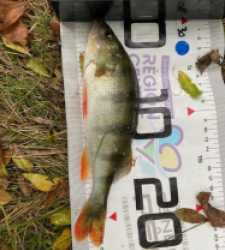 photo prise 48042 par Eddyfishing 
