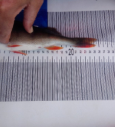 photo prise 48114 par stephane