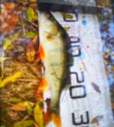 photo prise 48212 par Eddyfishing 