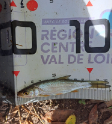 photo prise 48237 par FISH1MAX