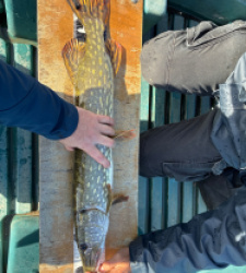 photo prise 48352 par armand