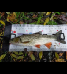 photo prise 48372 par Eddyfishing 