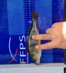 photo prise 48523 par Fishtrackers85