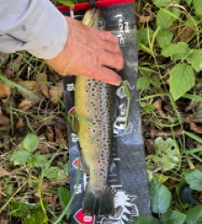 photo prise 49218 par Rimshot12
