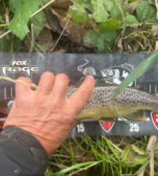 photo prise 49331 par Rimshot12