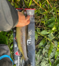 photo prise 49332 par Rimshot12