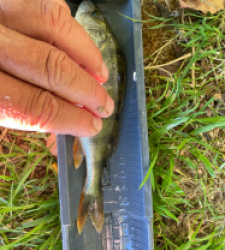 photo prise 49355 par Rimshot12