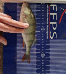 photo prise 49523 par Max2fishes