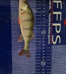 photo prise 49544 par Max2fishes