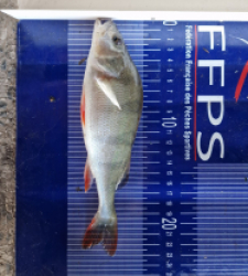 photo prise 49642 par Max2fishes