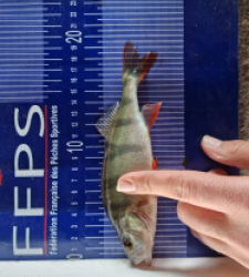 photo prise 49980 par Max2fishes