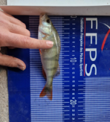 photo prise 49996 par Max2fishes