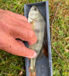 photo prise 51502 par Rimshot12