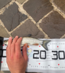 photo prise 51583 par Saussaye TIMEO