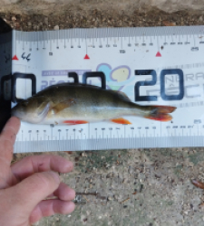 photo prise 51610 par gouin.fabrice