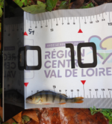 photo prise 51614 par GuiZ viens on pêche