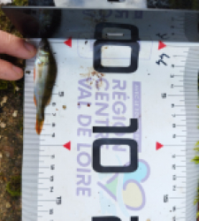 photo prise 51630 par gouin.fabrice