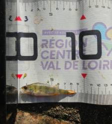 photo prise 51644 par Pecheur d'eau douce