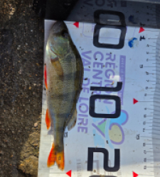 photo prise 51655 par Pêcheconcept41 (ytb)