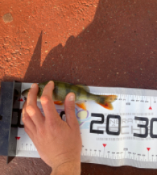 photo prise 51659 par Saussaye TIMEO