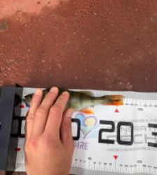 photo prise 51662 par Saussaye TIMEO